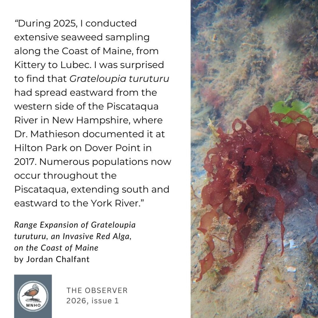 “During 2025, I conducted extensive seaweed sampling along the Coast of Maine, from Kittery to Lubec. I was surprised to find that Grateloupia turuturu had spread eastward from the western side of the Piscataqua River in New Hampshire, where Dr. Mathieson documented it at Hilton Park on Dover Point in 2017. Numerous populations now occur throughout the Piscataqua, extending south and eastward to the York River.”  Range Expansion of Grateloupia turuturu, an Invasive Red Alga, on the Coast of Maine
by Jordan Chalfant.  The Observer 2026 issue 1