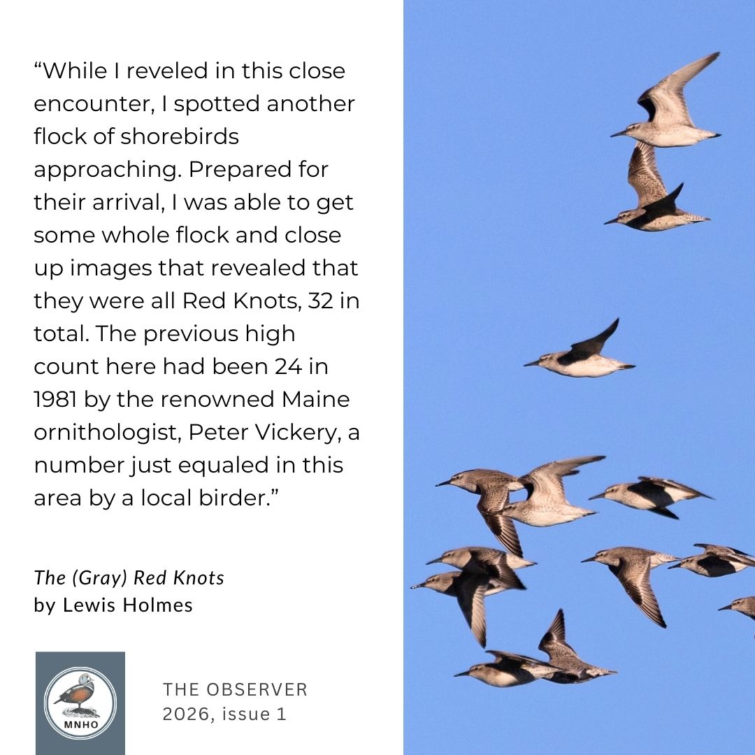 “While I reveled in this close encounter, I spotted another flock of shorebirds approaching. Prepared for their arrival, I was able to get some whole flock and close up images that revealed that they were all Red Knots, 32 in total. The previous high count here had been 24 in 1981 by the renowned Maine ornithologist, Peter Vickery, a number just equaled in this area by a local birder.” The (Gray) Red Knots by Lewis Holmes. The Observer 2026, issue 1