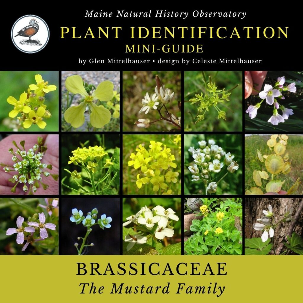Plant Identification mini guide infographic: Brassicaceae Mustard Family