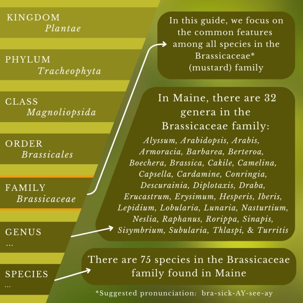 Plant Identification mini guide infographic: Brassicaceae Mustard Family genera and species in Maine