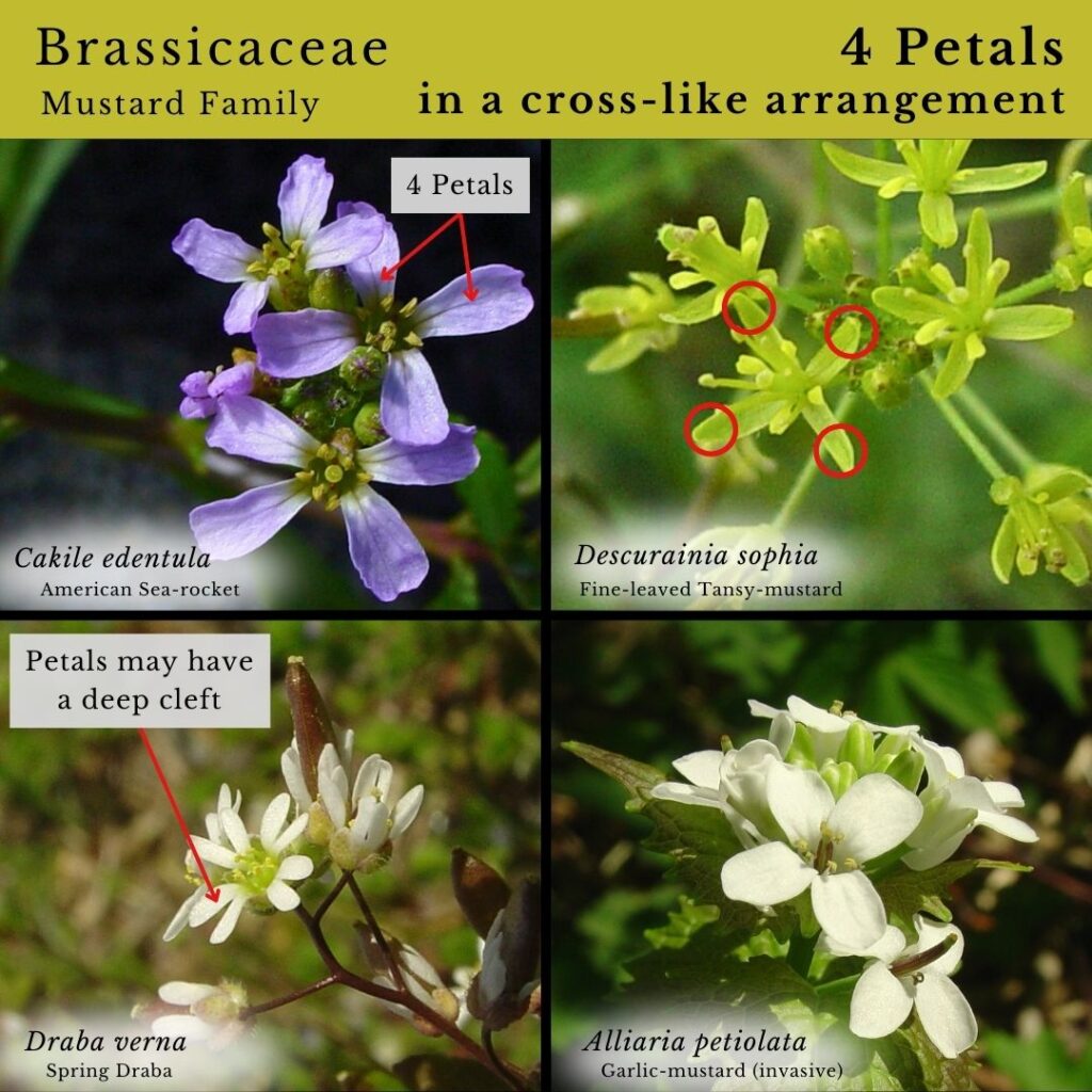 Plant Identification mini guide infographic: Brassicaceae Mustard Family 4 petals