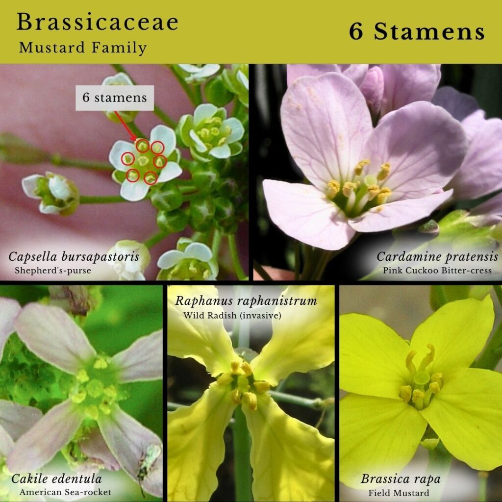 Plant Identification mini guide infographic: Brassicaceae Mustard Family 6 stamens