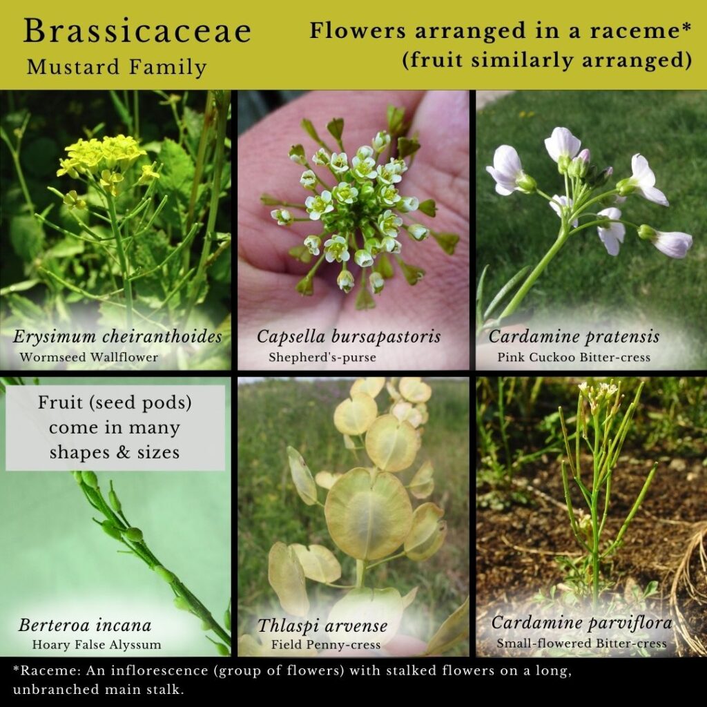 Plant Identification mini guide infographic: Brassicaceae Mustard Family flowers arranged in racemes