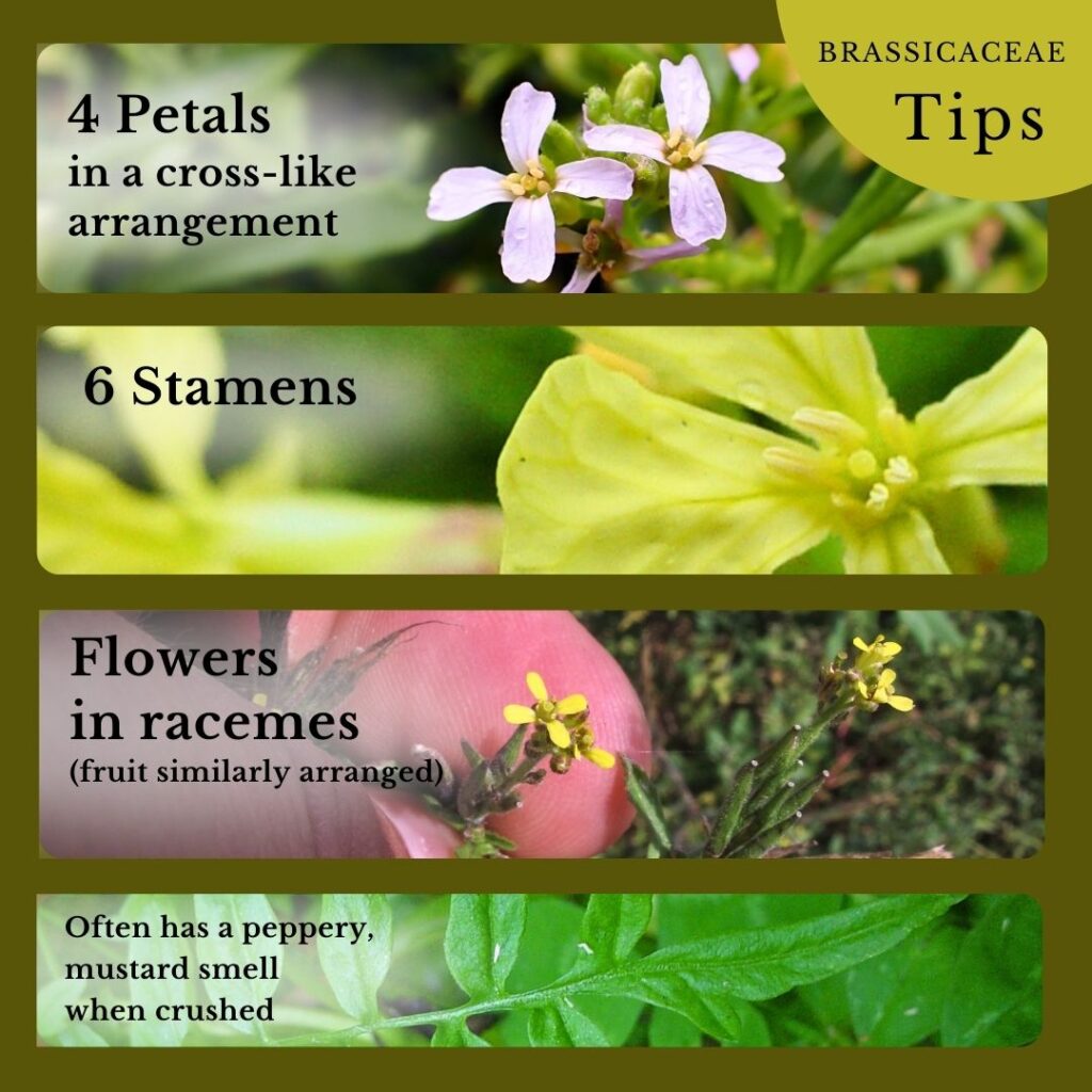 Plant Identification mini guide infographic: Brassicaceae Mustard Family identification tips