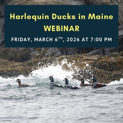 Harlequin Ducks in Maine Webinar 2026