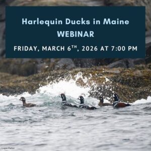 Harlequin Ducks in Maine Webinar: Friday, March 6th, 2026 at 7:00 pm