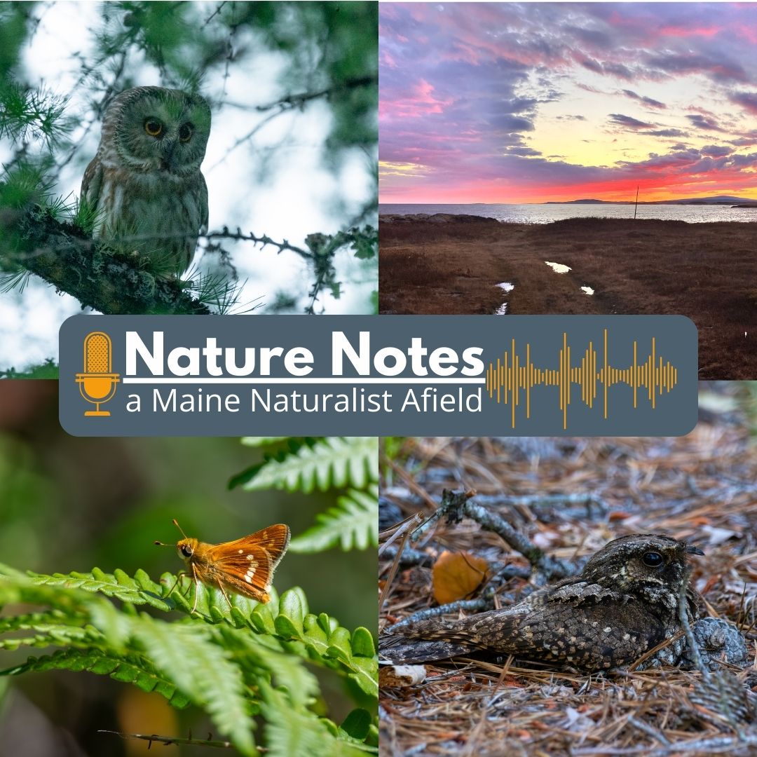 Nature Notes: A Maine Naturalist Afield, January 2026