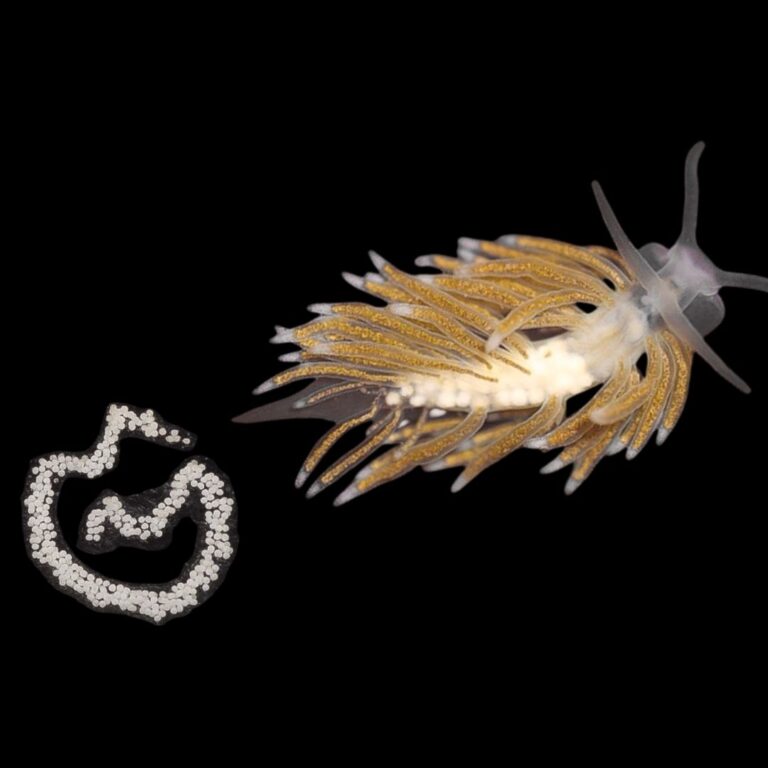 nudibranch