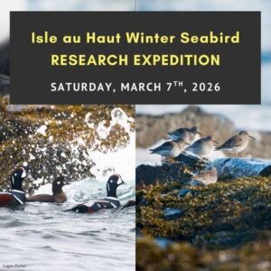 Isle au Haut Winter Seabird Research Expedition: Saturday, March 7th, 2026