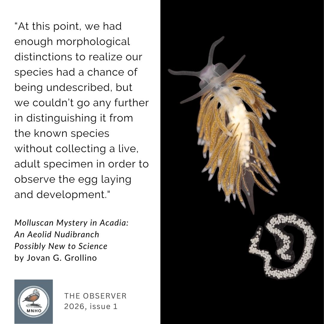 Molluscan Mystery in Acadia: 
An Aeolid Nudibranch 
Possibly New to Science
by Jovan G. Grollino “At this point, we had enough morphological distinctions to realize our species had a chance of being undescribed, but we couldn’t go any further in distinguishing it from the known species without collecting a live, adult specimen in order to observe the egg laying and development.“  The Observer
2026, issue 1