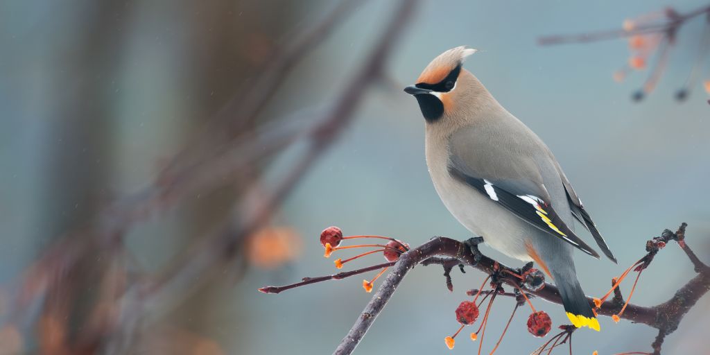 Bohemian Waxwing