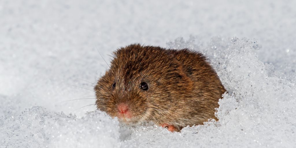 Eastern Meadow Vole