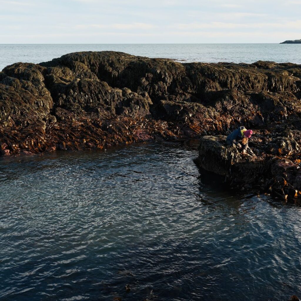 4/12/26: A Conversation With Seaweed Biologist Amanda Savoie, Part 2