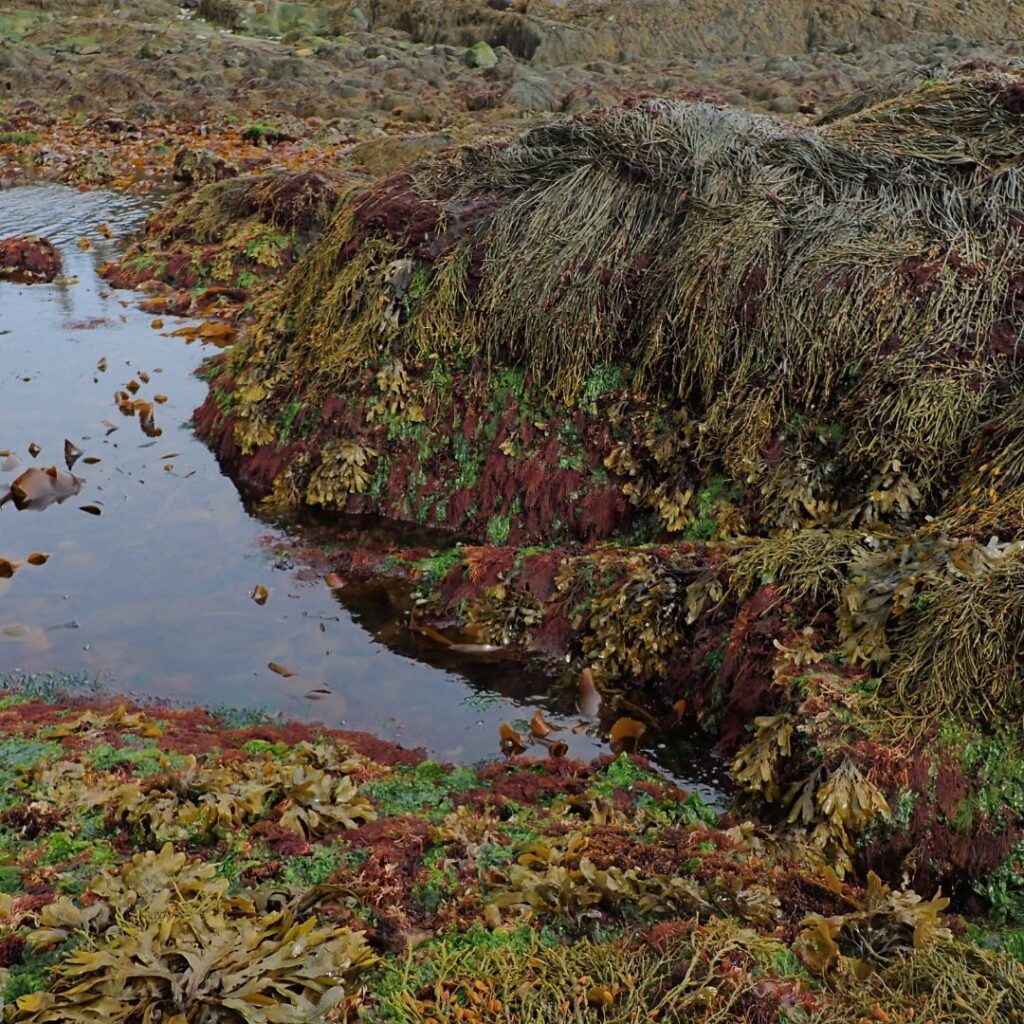 4/12/26: A Conversation with Seaweed Biologist Amanda Savoie, part 2