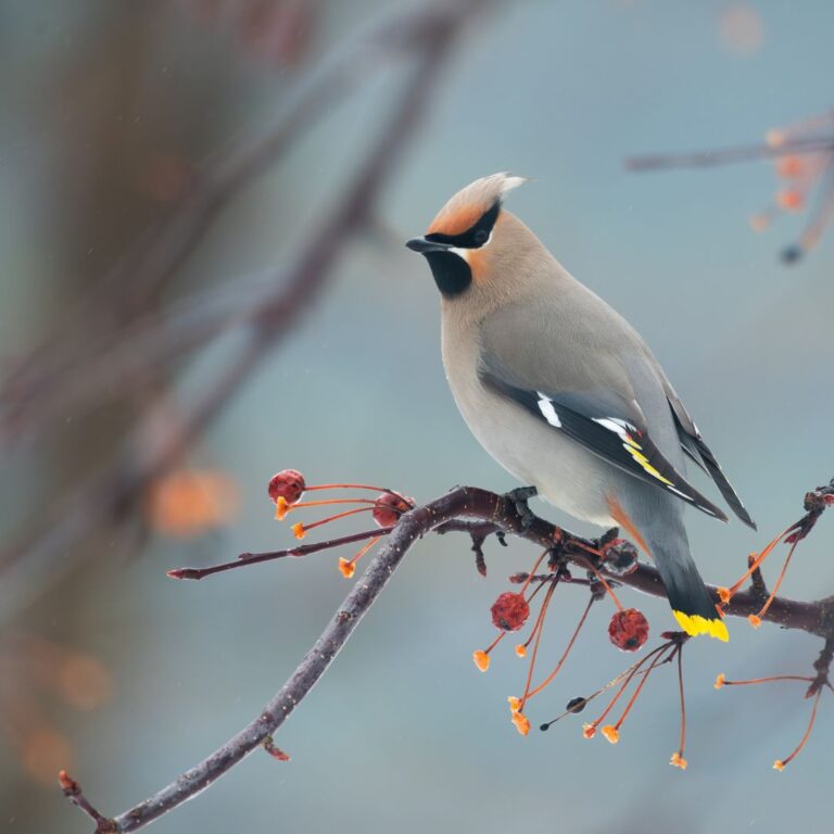 Bohemian Waxwing