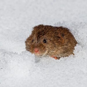 Eastern Meadow Vole