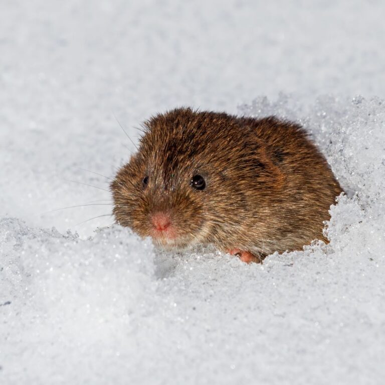 Eastern Meadow Vole