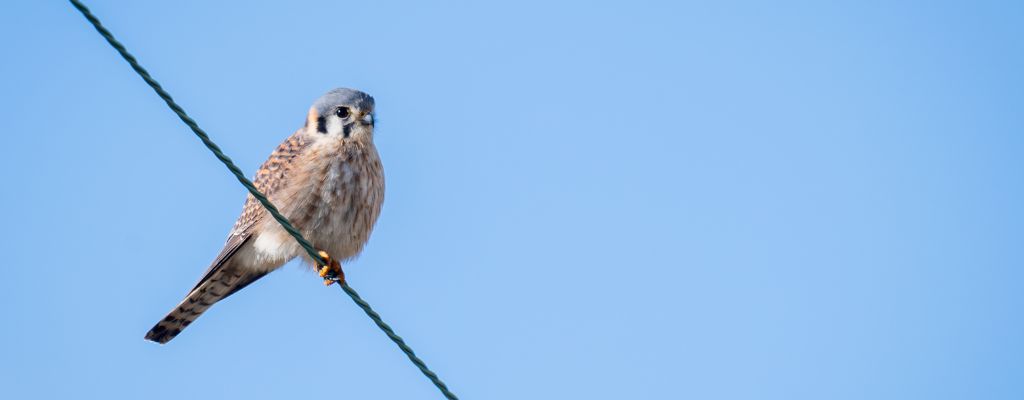 American Kestrel in Maine