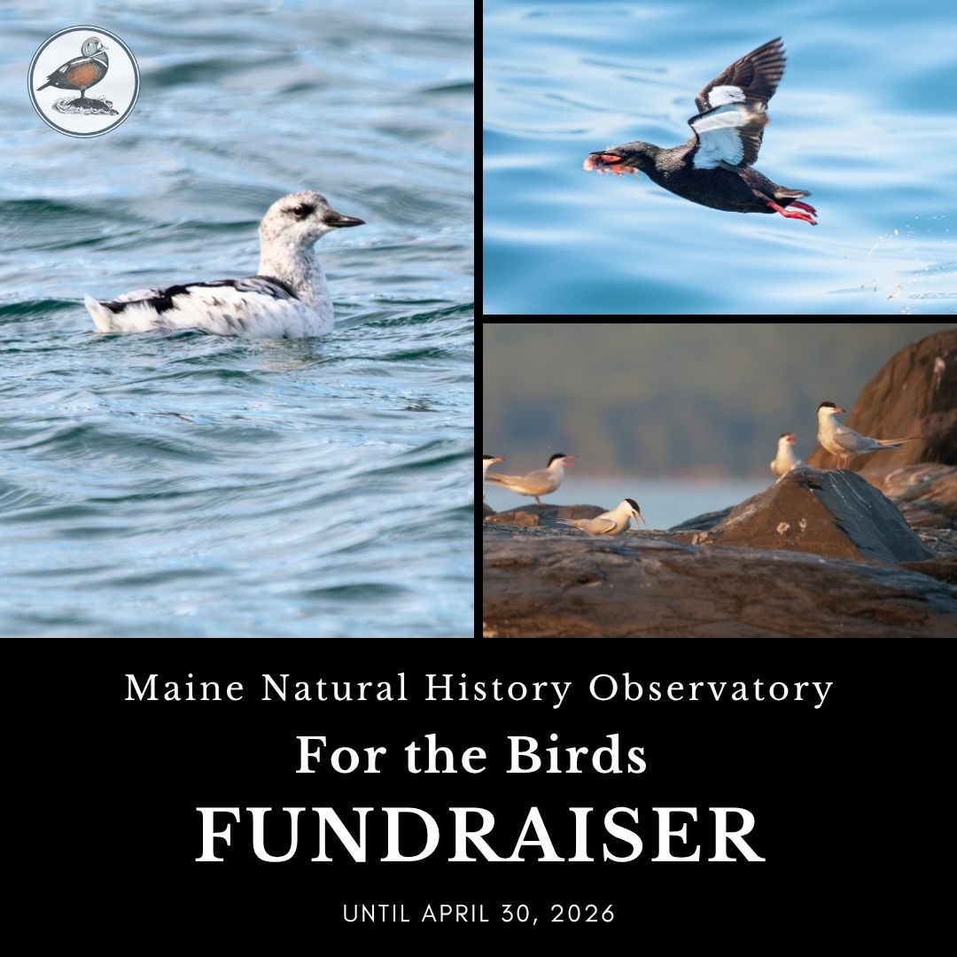 Maine Natural History Observatory: For the Birds Fundraiser until April 30th