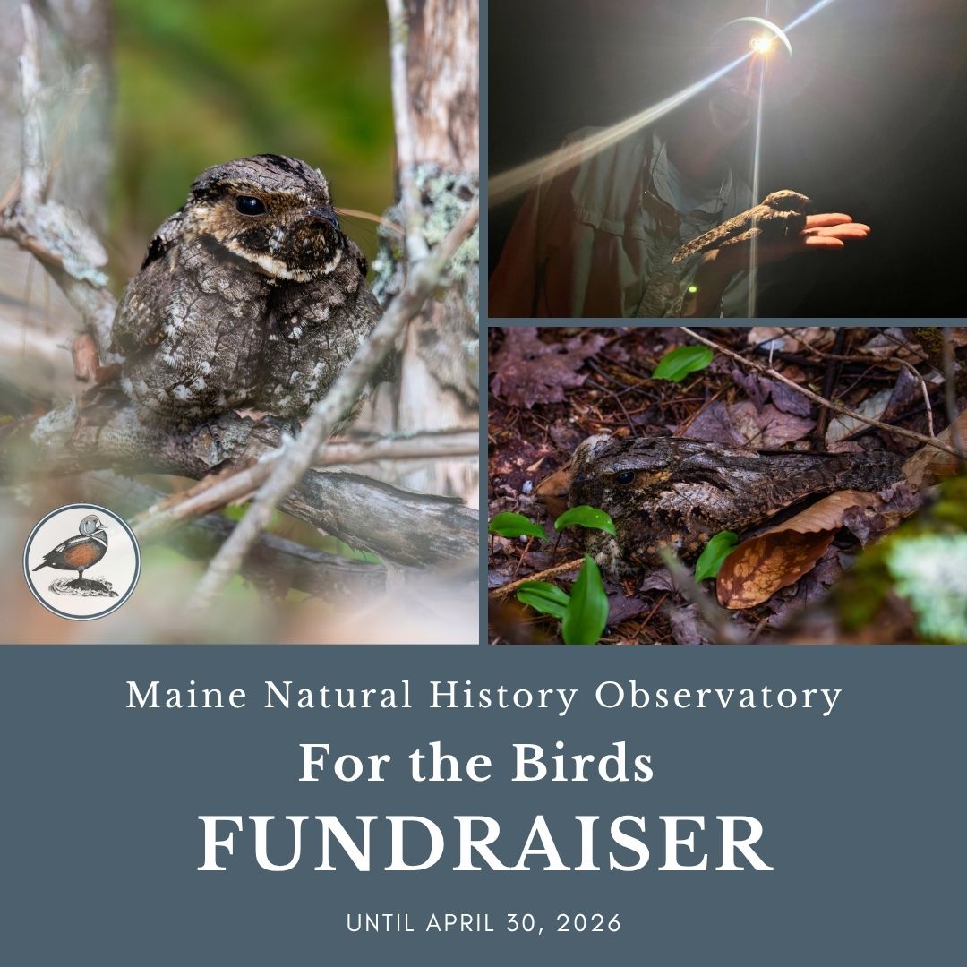 Maine Natural History For the Birds Fundraiser until April 30th: Eastern Whip-poor-wills