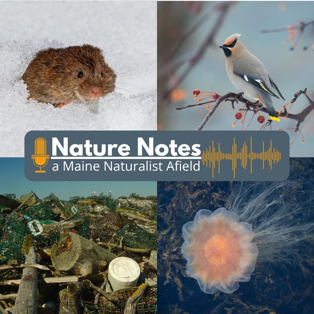 Nature Notes: A Maine Naturalist Afield, March 2026