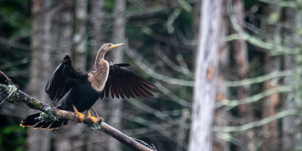 Anhinga