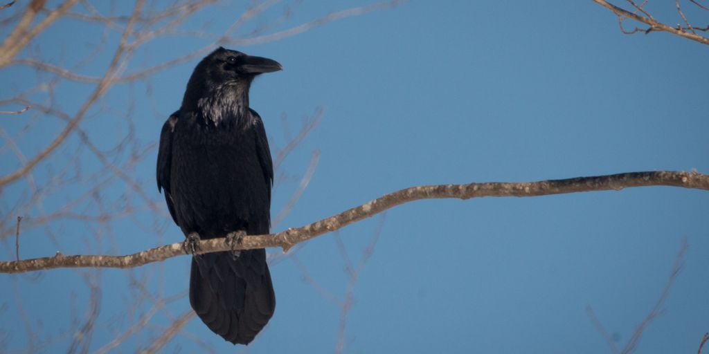 Common Raven