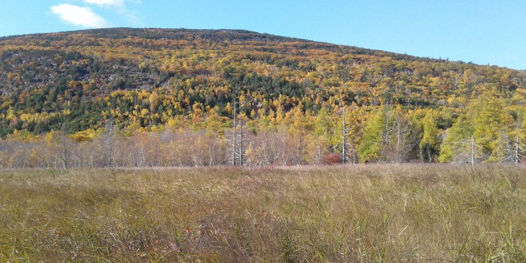 Great Meadow Acadia National Park