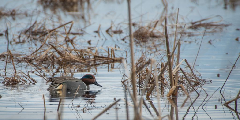 Green-winged Teal
