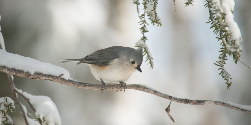 Tufted Titmouse