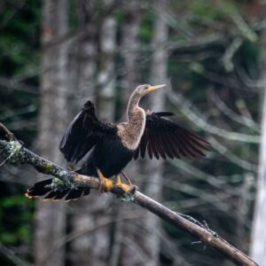 Anhinga