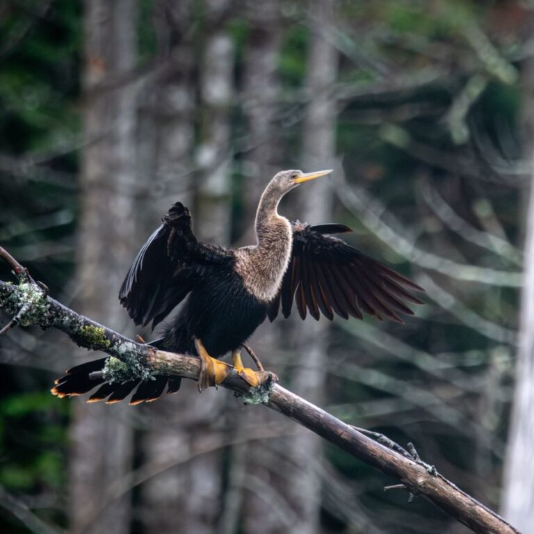 Anhinga