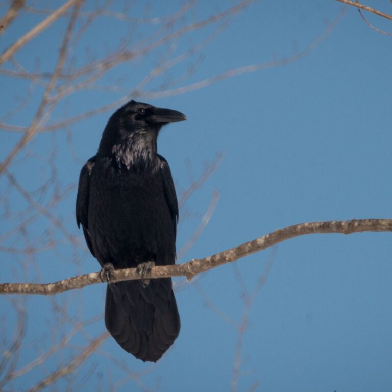 Common Raven