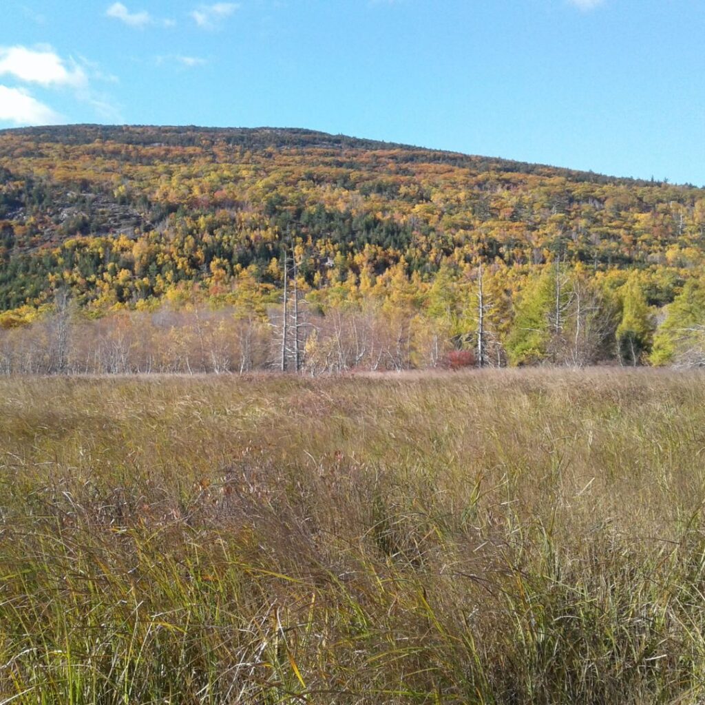 5/10/26: A Hike Down the Hemlock Trail, part 4