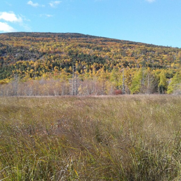 Great Meadow Acadia National Park