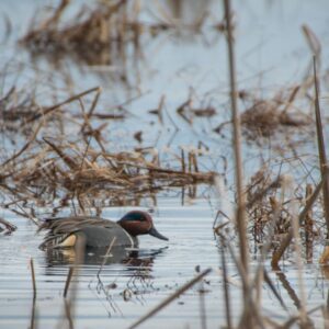 Green-winged Teal