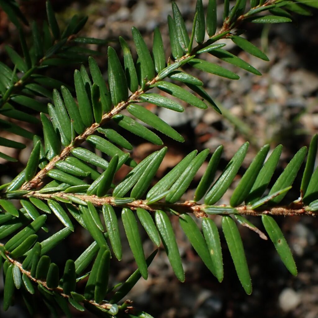 4/19/26: A Hike Down the Hemlock Trail, part 1