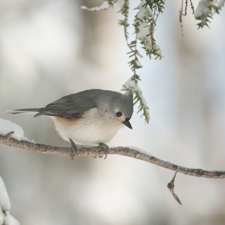 Tufted Titmouse