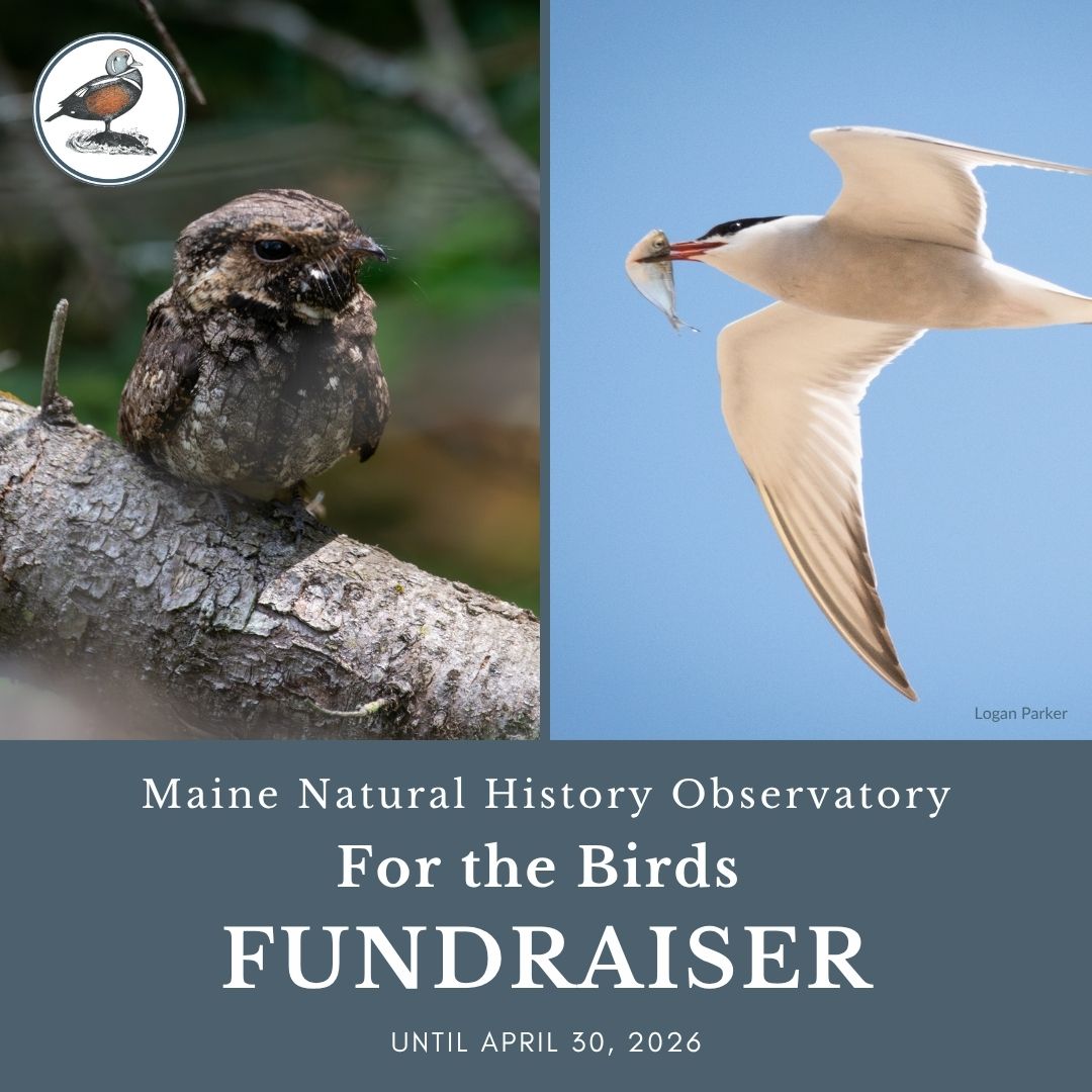 Maine Natural History Observatory: For the Birds Fundraiser until April 30th 2026