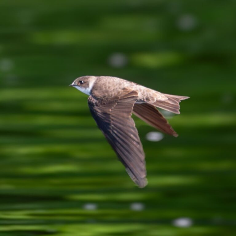 Bank Swallow