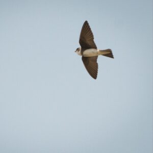 Bank Swallow