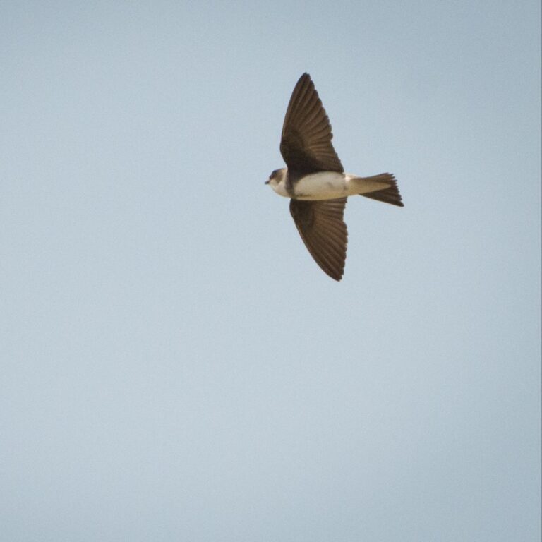 Bank Swallow