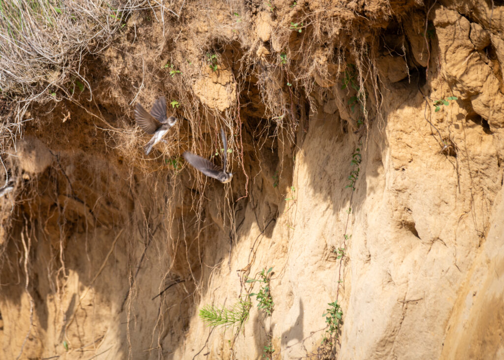 Bank Swallows