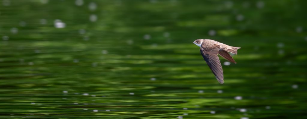 Bank swallow