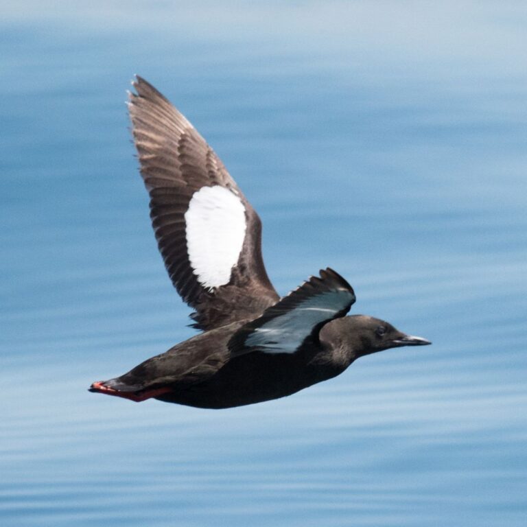 Black Guillemot
