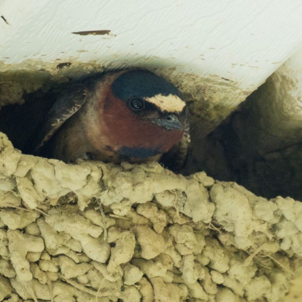 Cliff Swallow Colony Monitoring