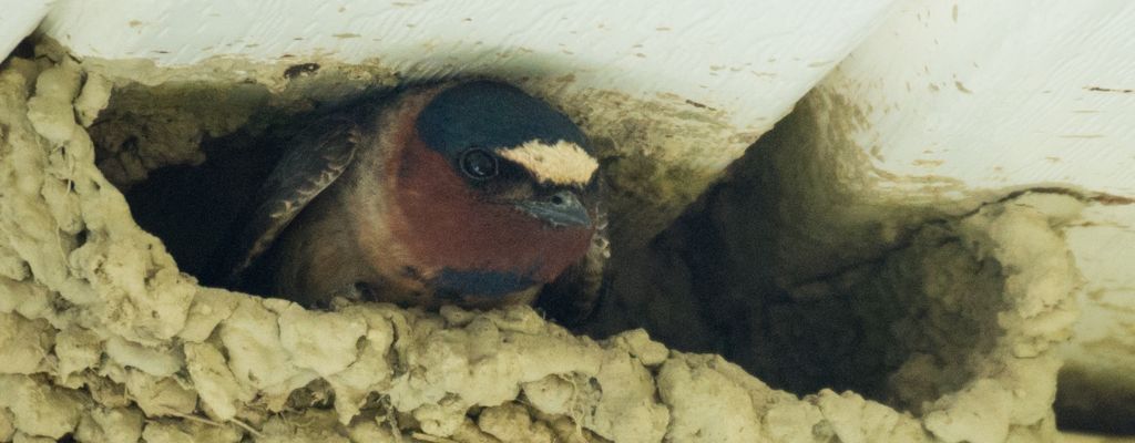 Cliff Swallow