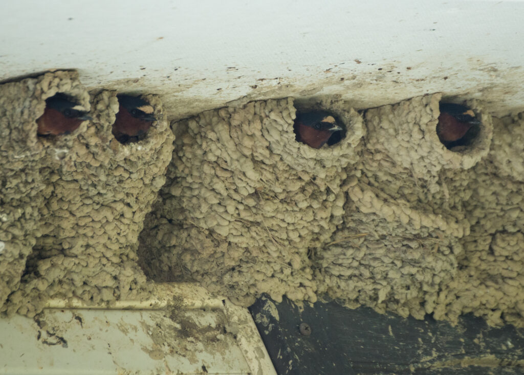 Cliff Swallows