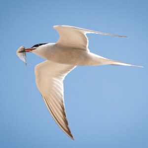 Common Tern