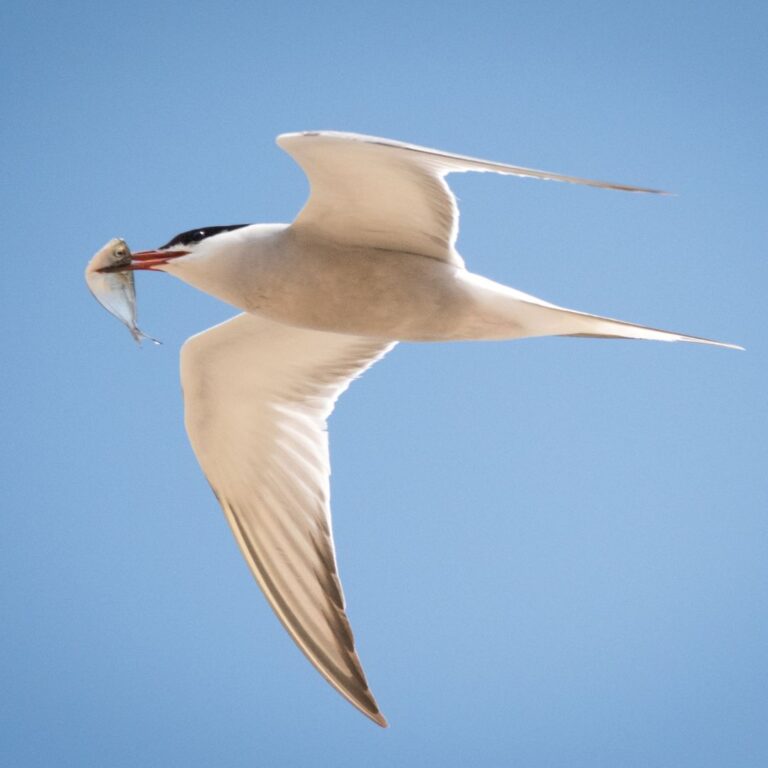 Common Tern